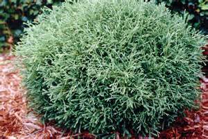 A neatly trimmed, round green shrub with dense foliage sits on a bed of reddish-brown mulch in a garden.
