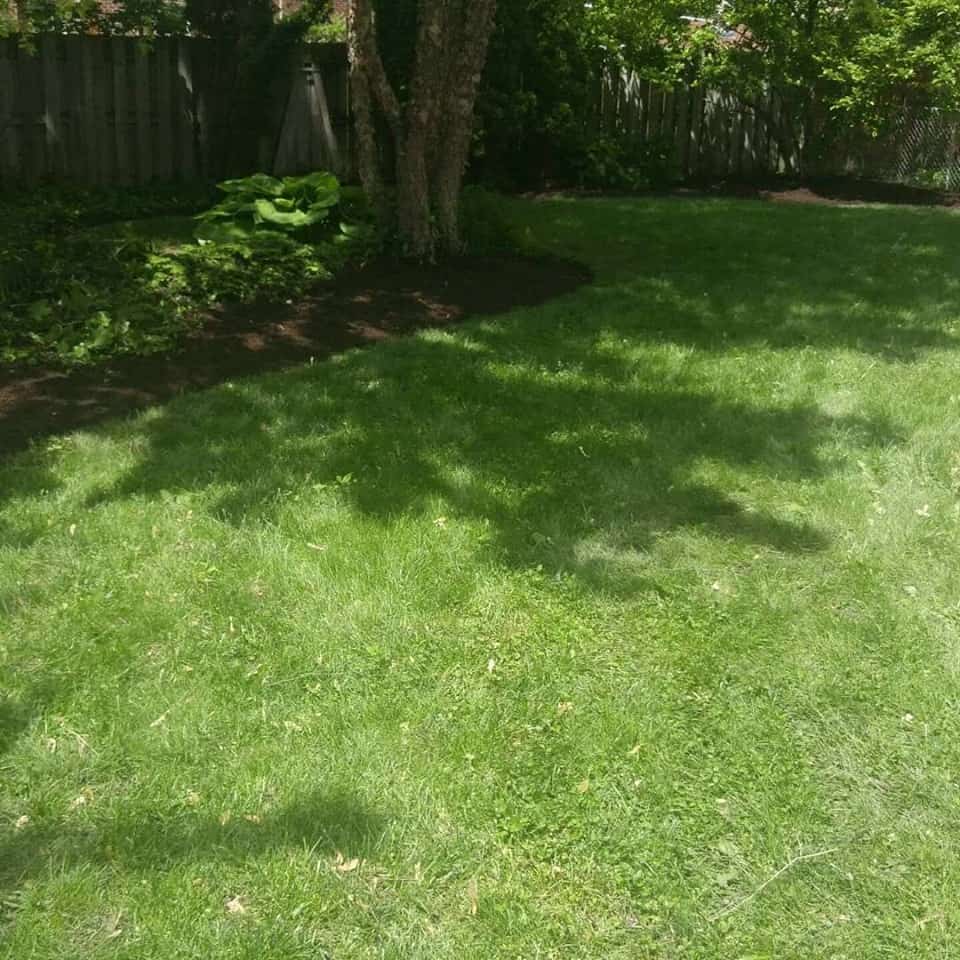 A sunlit backyard with green grass, shade from a tree, plants along the fence, and a wooden fence surrounding the area.
