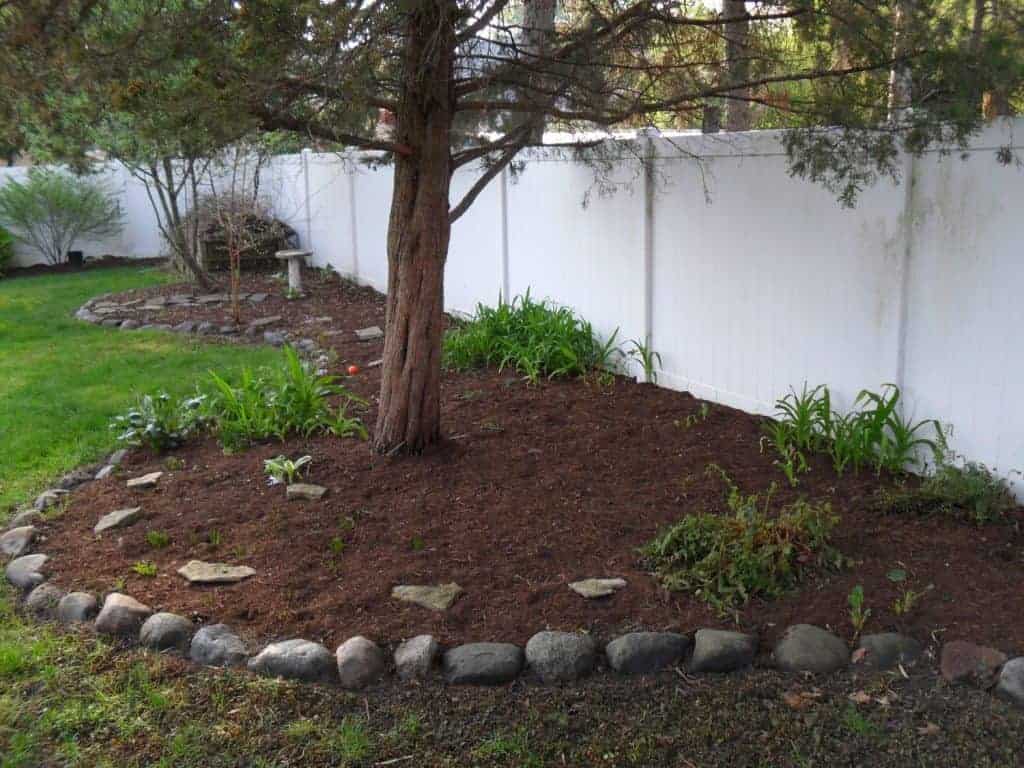 A mulched garden bed with some green plants surrounds a tree, bordered by rocks, next to a white fence in a backyard with grass and more plants in the background.