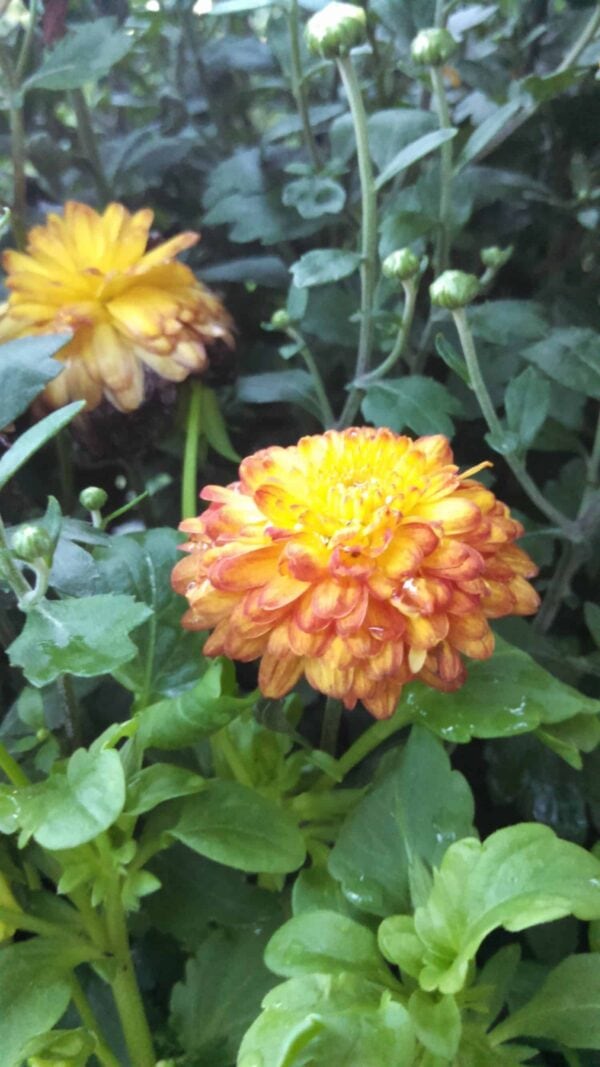 A close-up of an orange and yellow chrysanthemum flower in bloom, surrounded by green leaves and flower buds in a garden setting.