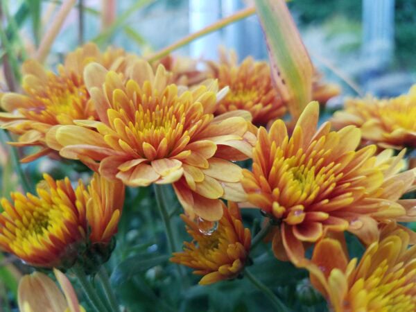 Close-up of several orange and yellow chrysanthemum flowers in bloom, with green stems and leaves blurred in the background. A water droplet is visible on one of the petals.