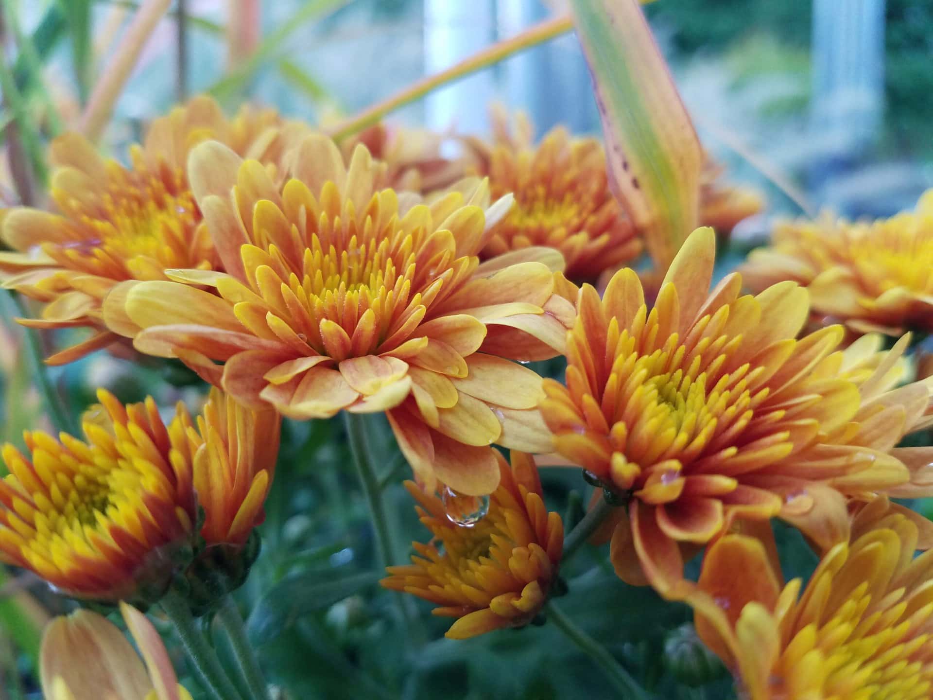 Close-up of several orange and yellow chrysanthemum flowers in bloom, with green stems and leaves blurred in the background. A water droplet is visible on one of the petals.