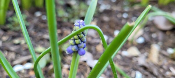 Close-up of a small purple flower cluster beginning to bloom among long, green grass-like leaves, with a blurred brown and green background.