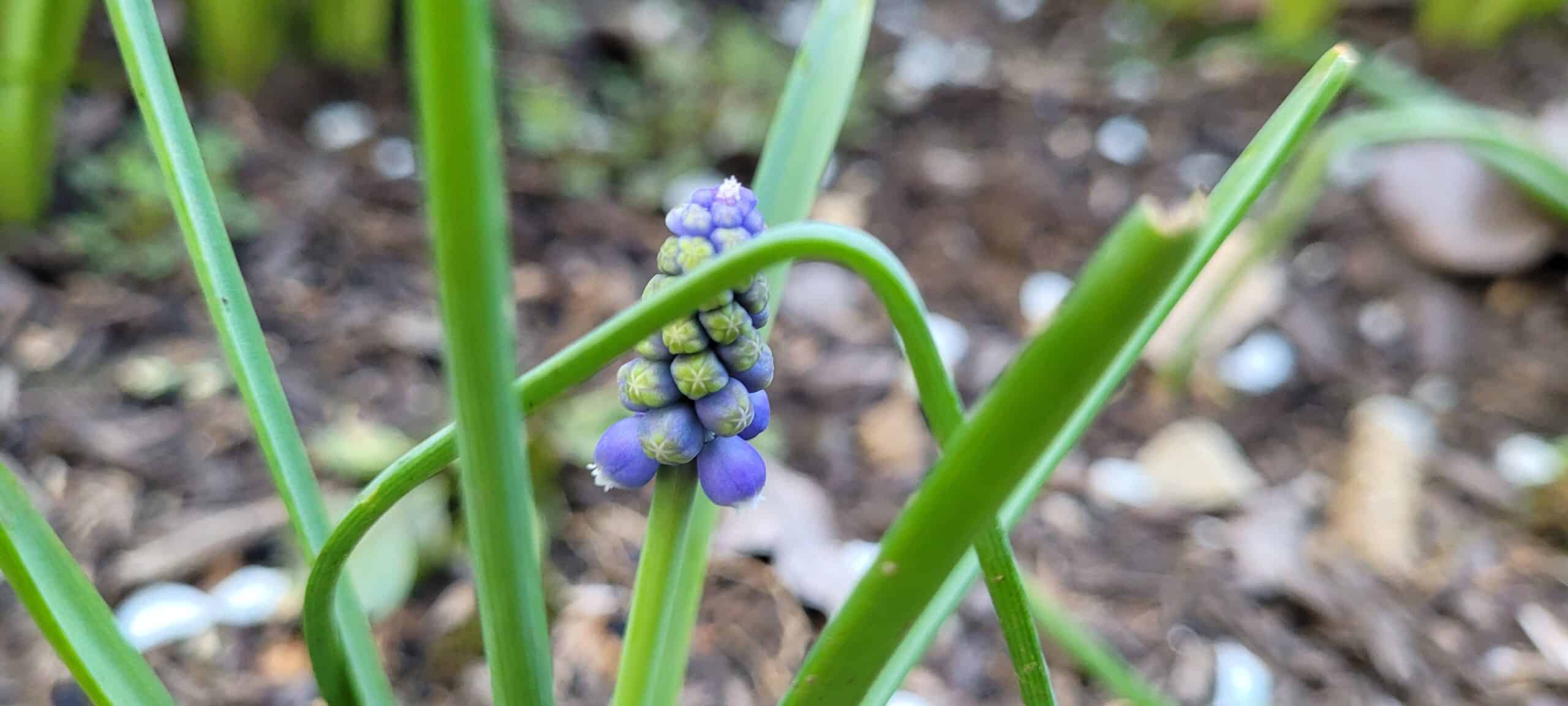 Close-up of a small purple flower cluster beginning to bloom among long, green grass-like leaves, with a blurred brown and green background.