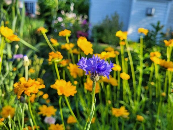A vivid blue cornflower stands out among a blurred background of yellow flowers and greenery in a sunlit garden.