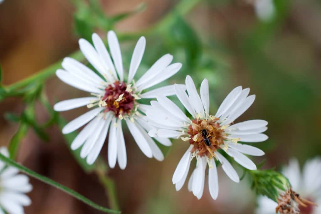 Two white daisy-like flowers with yellow and red centers are shown close up. A small black insect is on the center of the right flower. The background is blurry green foliage.
