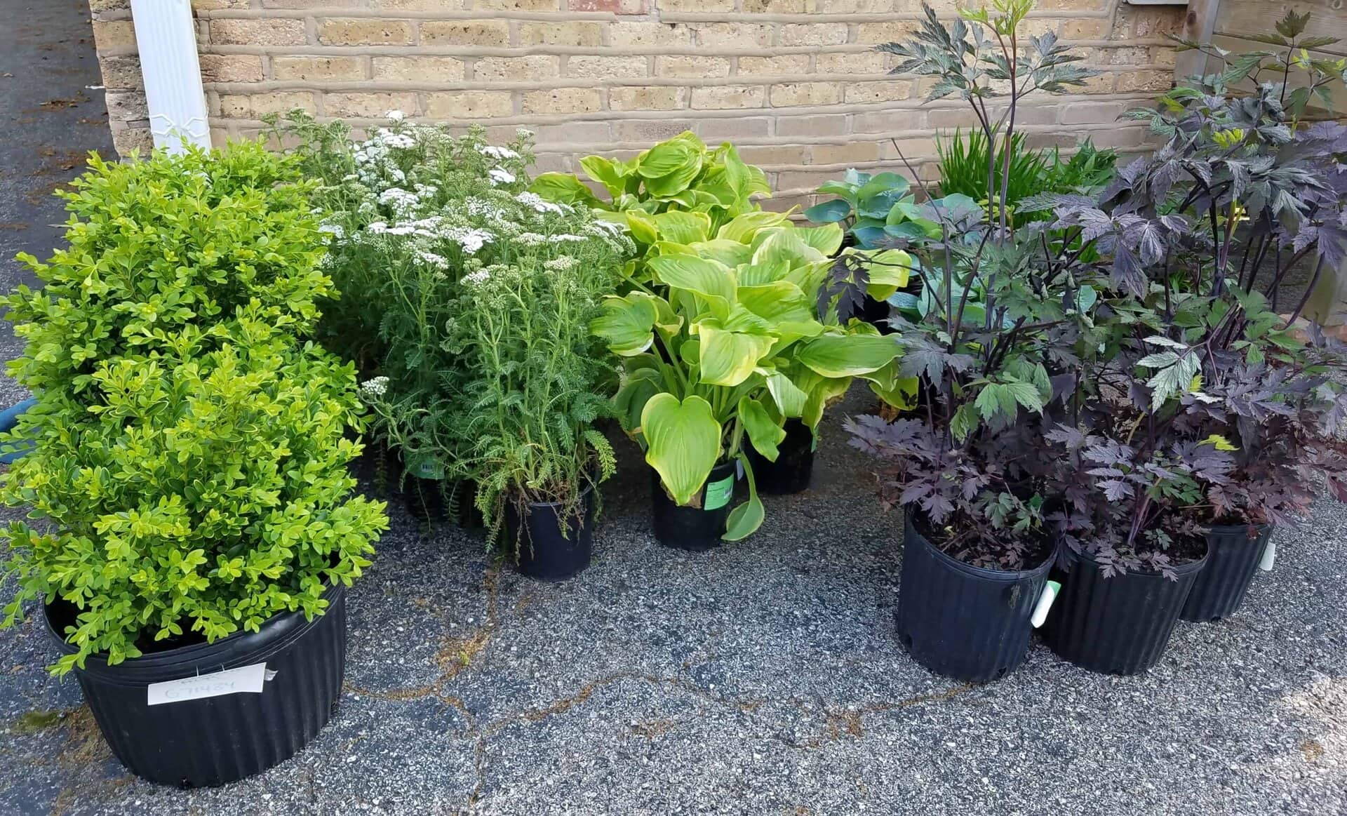 Several potted plants, including small shrubs, leafy hostas, and white-flowering yarrow, are arranged on a driveway near a brick wall.