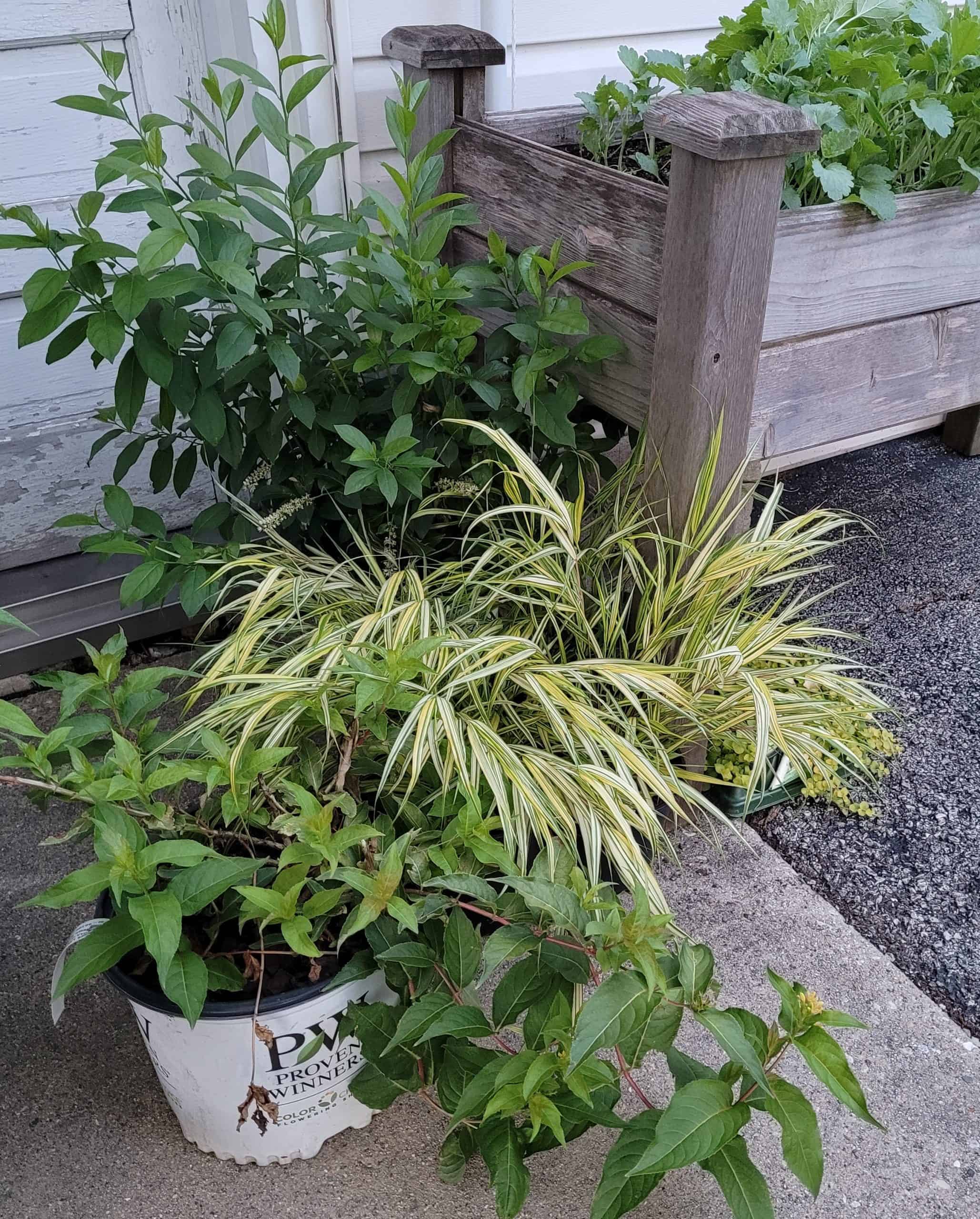 Three potted plants with green and variegated leaves sit on concrete near a wooden raised garden bed and white house siding.