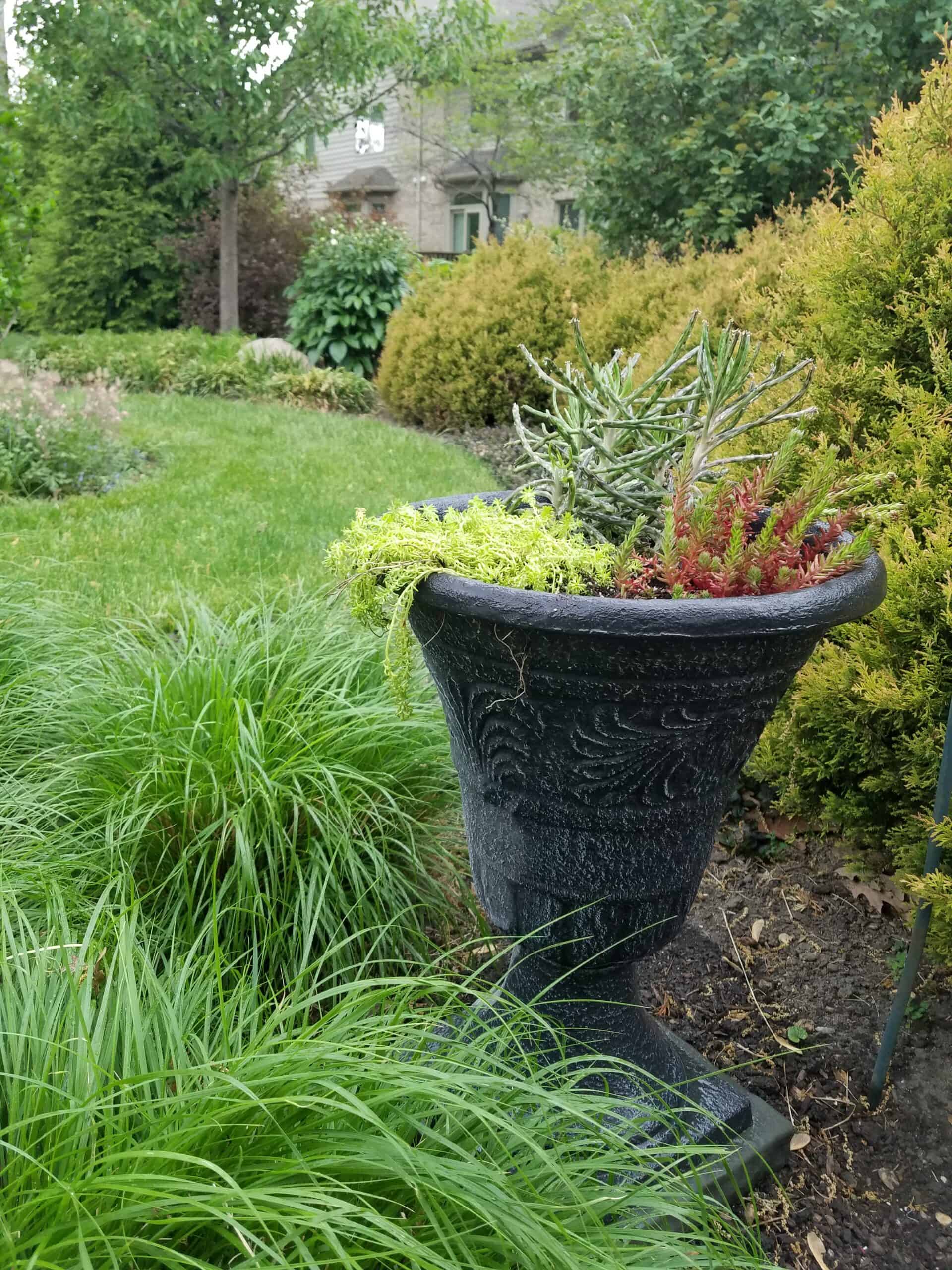 A black, ornate planter filled with green and red succulents sits in a lush garden with tall grass, shrubs, and trees. A house is partially visible in the background.