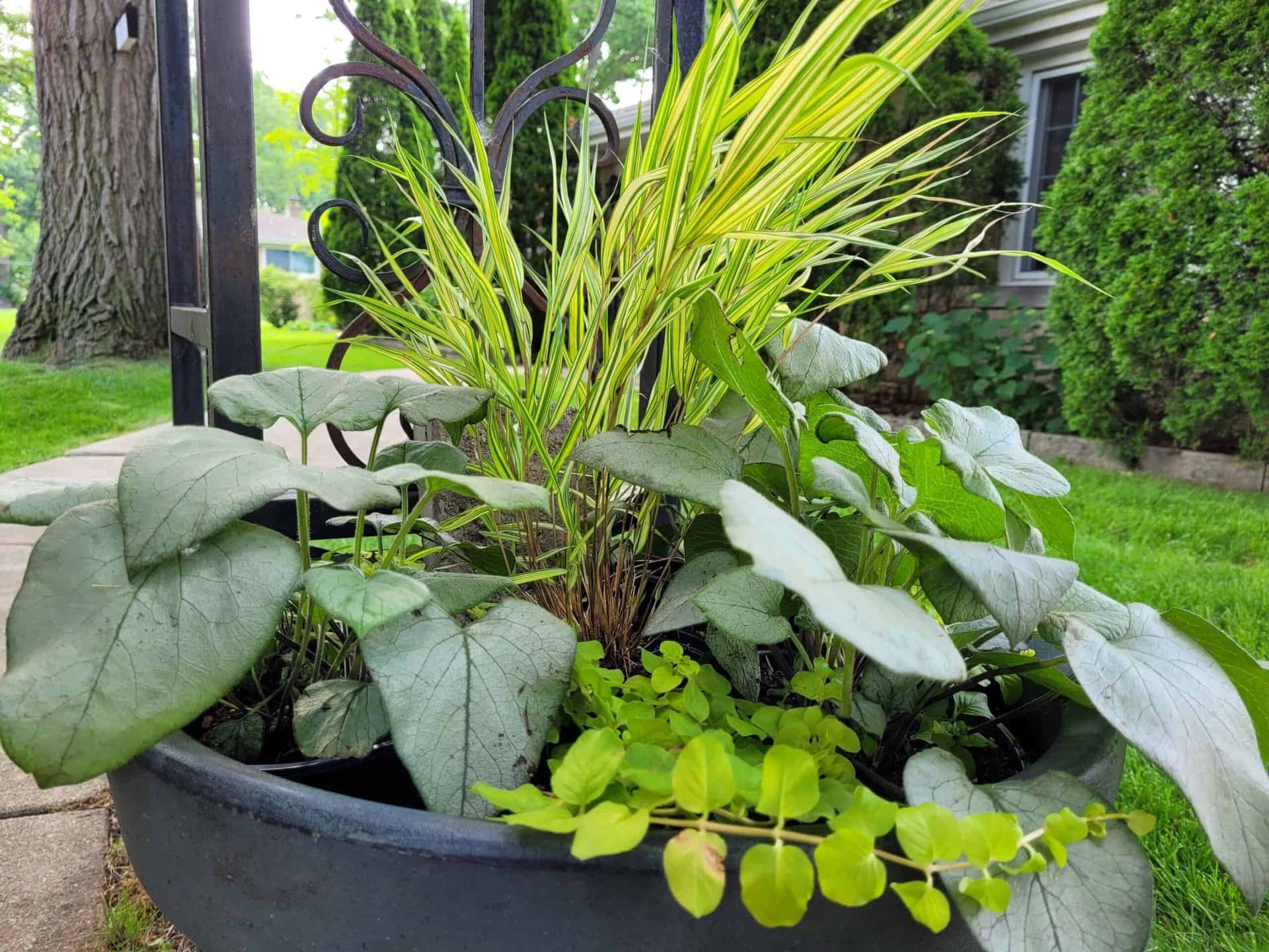 A close-up of a black planter filled with leafy green and yellow plants, sitting on an outdoor patio with grass, trees, and a house in the background.