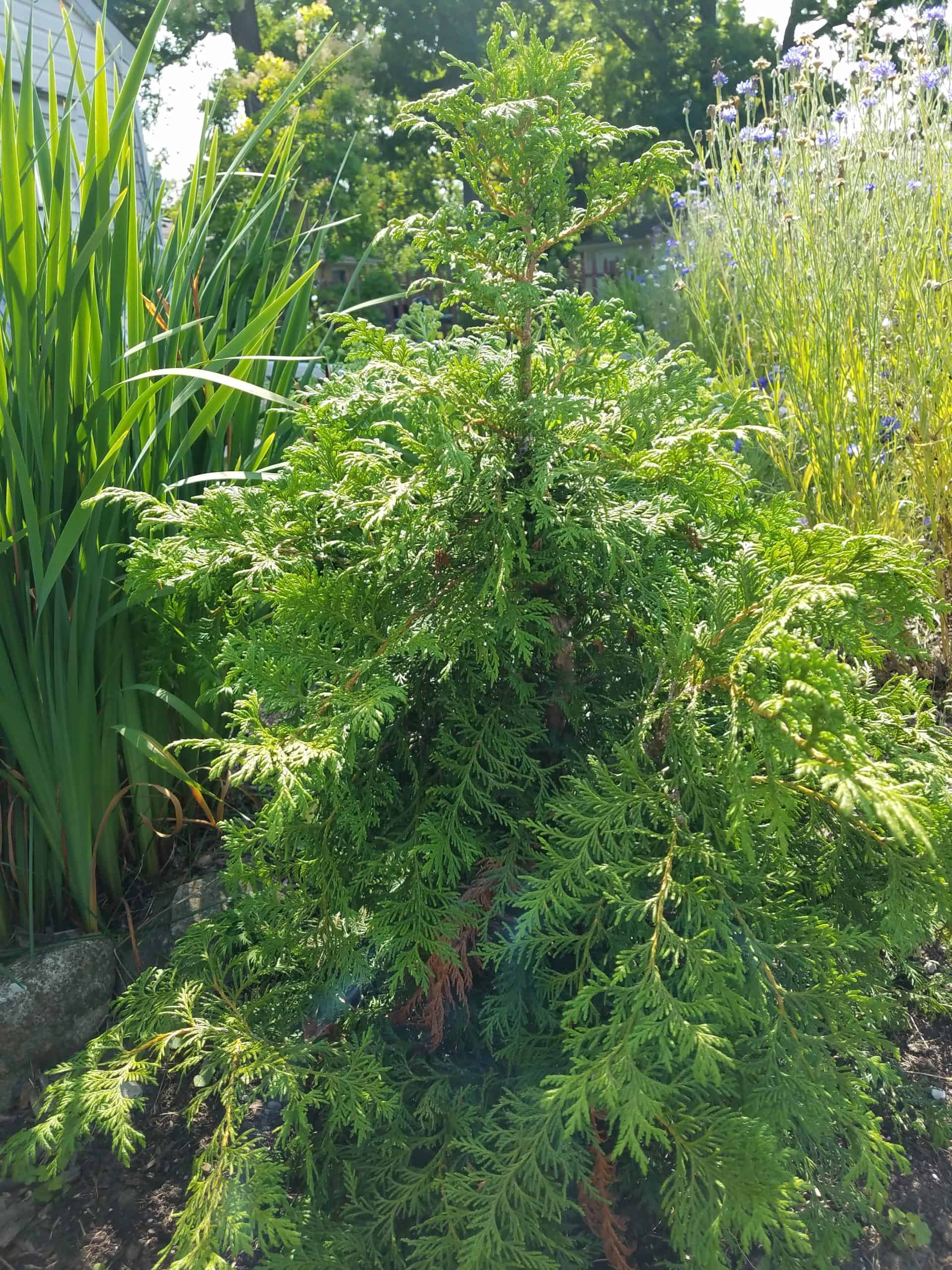 A small evergreen shrub with dense, bright green foliage grows in a sunlit garden, surrounded by tall grass-like plants and lavender flowers, with trees and a building in the background.
