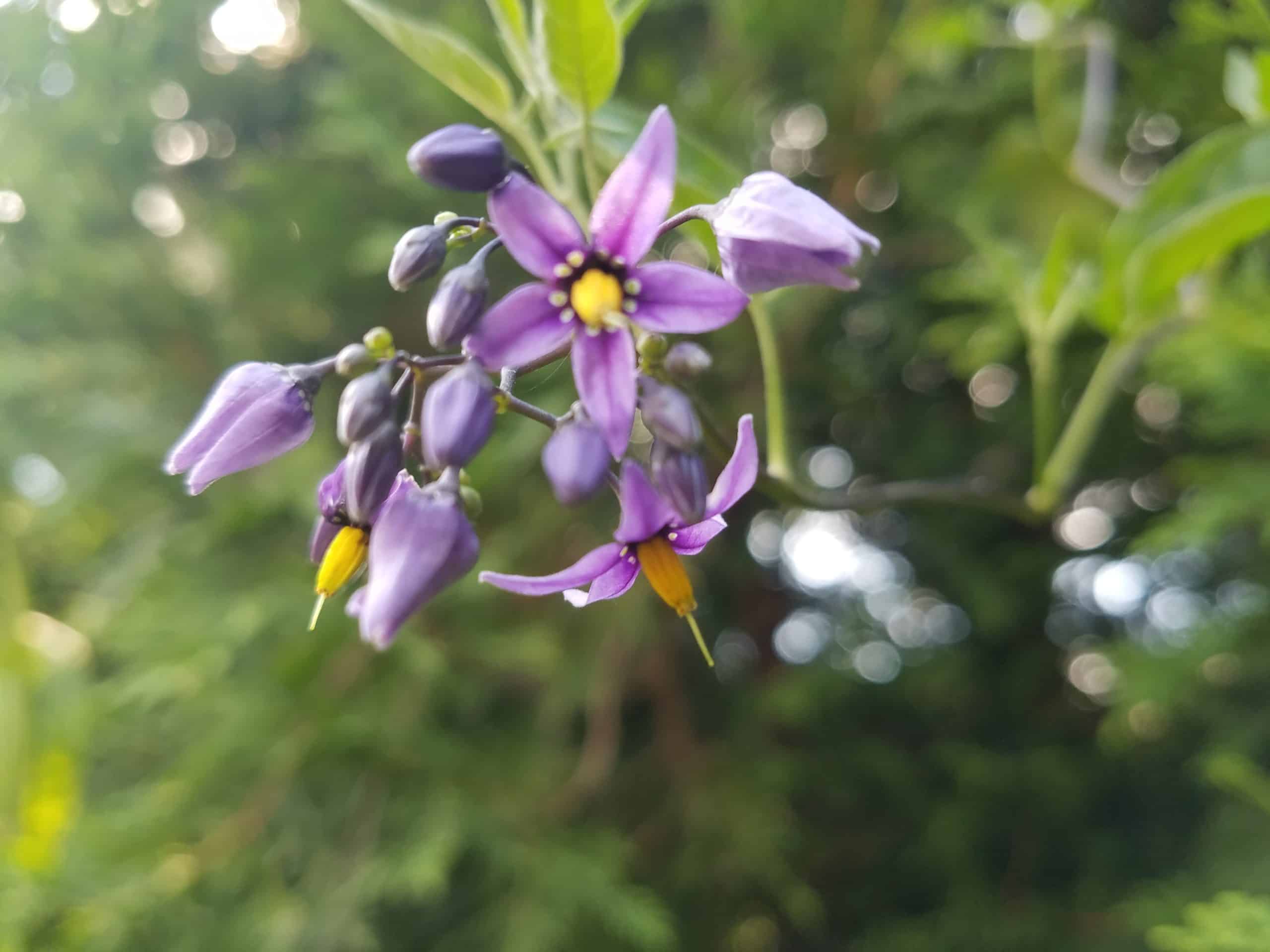 Close-up of a cluster of small, star-shaped purple flowers with yellow centers and green foliage in the blurred background.