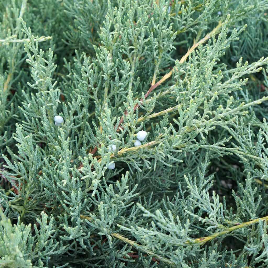 Dense, green, needle-like foliage of a juniper shrub with a few small, round, bluish berries visible among the branches.