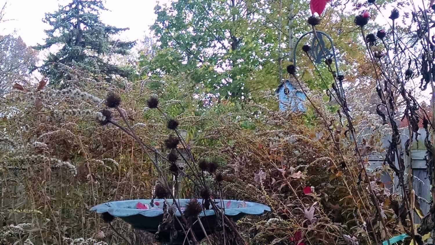 A birdbath sits among tall dried plants and wildflowers in a garden, with trees and a blue birdhouse visible in the background.