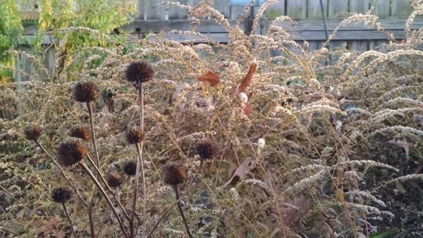 Dried seed heads and brown, wilting plants in a garden with a wooden fence in the background, capturing the look of late autumn or early winter.