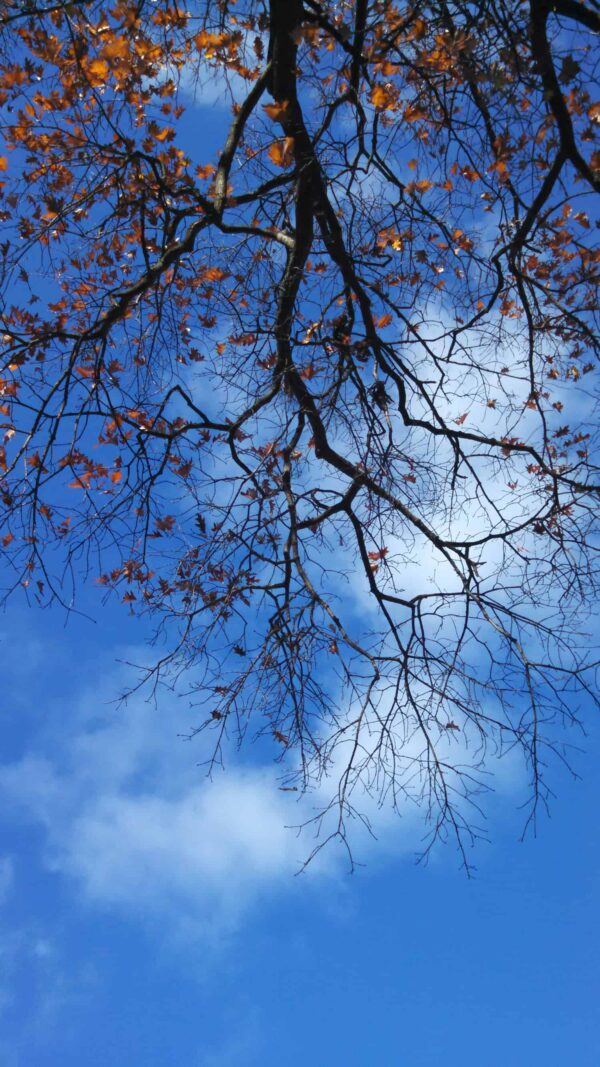 Tree branches with a few orange leaves extend across a bright blue sky with scattered white clouds.