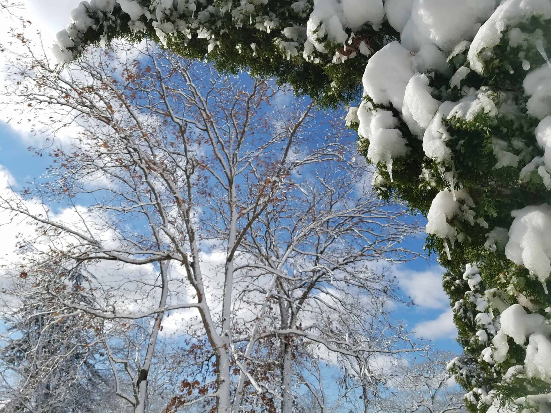 Snow-covered trees and a green arch blanketed with snow frame a bright blue sky with a few white clouds on a winter day.