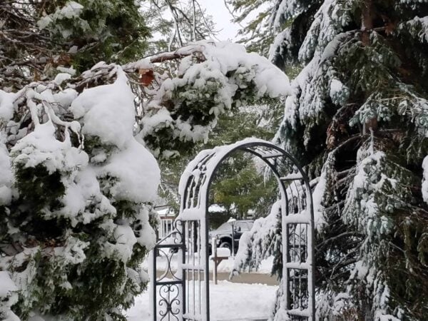 A snow-covered metal garden archway stands among evergreen trees heavy with snow, leading to a snowy yard and a distant parked car.