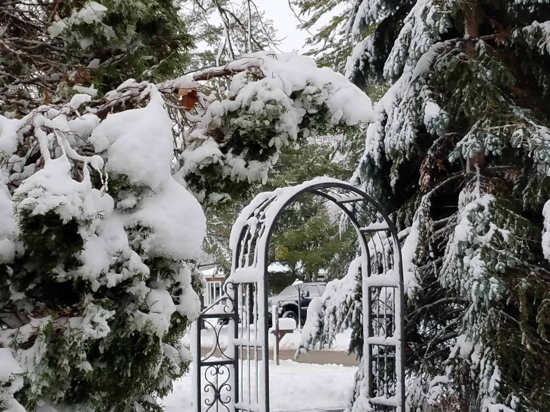 A snow-covered metal garden archway stands among evergreen trees heavy with snow, leading to a snowy yard and a distant parked car.