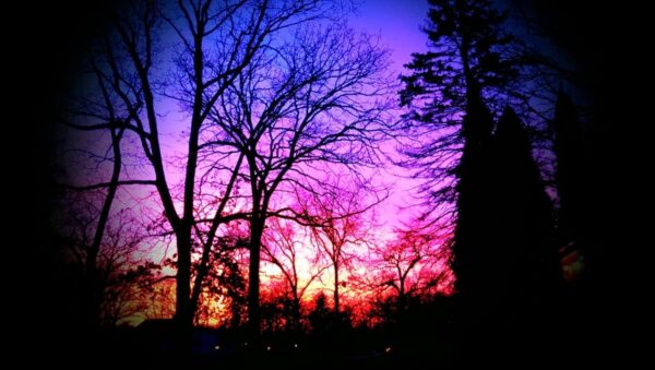 Silhouetted trees stand against a vibrant sunset sky, fading from deep blue at the top to pink, purple, and orange near the horizon.