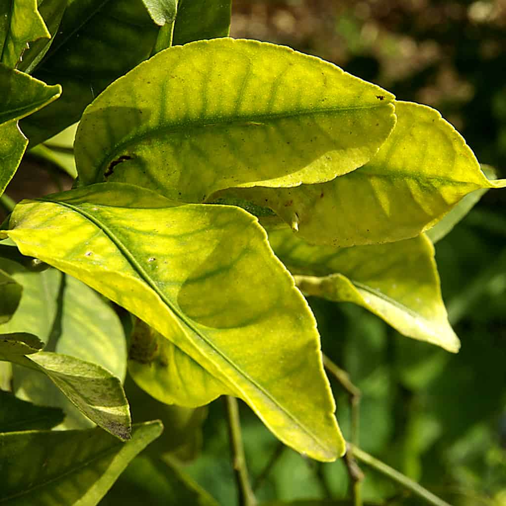 Three large green leaves showing yellow discoloration and irregular dark spots, indicating possible disease or nutrient deficiency, with blurred green foliage in the background.