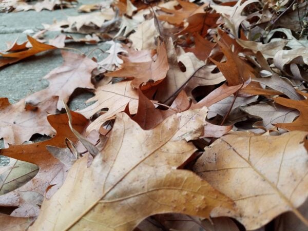 Close-up of dry brown oak leaves scattered on the ground, some overlapping each other, creating a textured autumn scene.