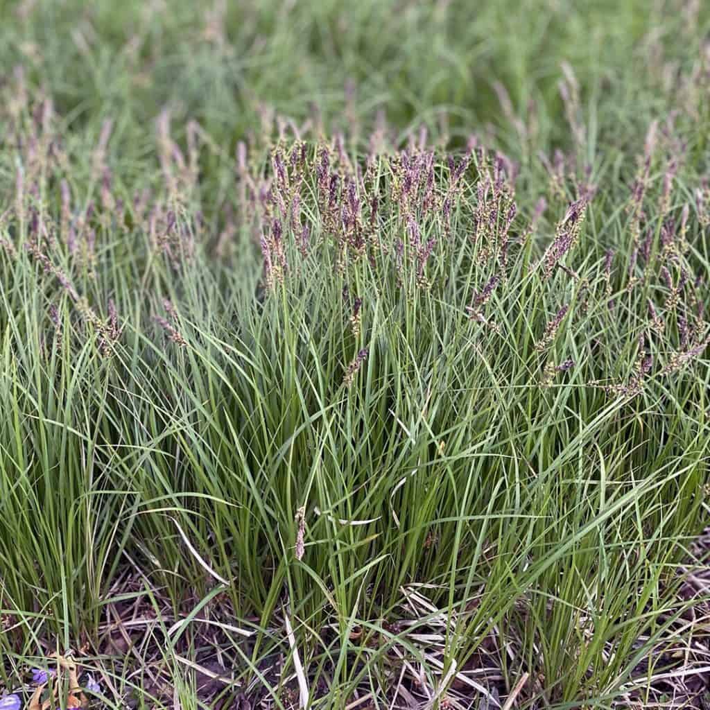 Tall, green grass with thin blades and seed heads grows densely in a natural outdoor setting. The ground below shows some brown stems and dry grass. The background is slightly blurred.