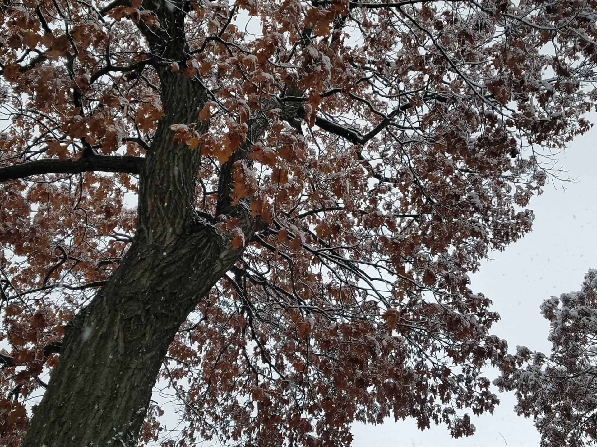 A tall tree with brown leaves dusted in snow stands against a cloudy, gray sky. Snowflakes are visible falling, and another tree appears in the lower right corner.