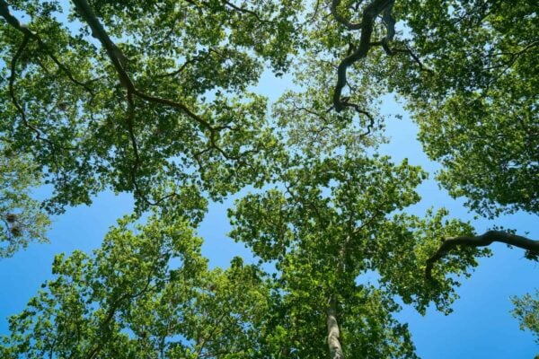 View looking up at tall green trees with leafy branches against a bright blue sky, creating a natural canopy overhead.