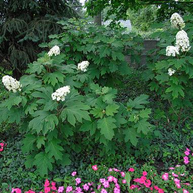 A shrub with large, lobed green leaves and clusters of white flowers grows in a garden, with pink flowers blooming at its base and trees in the background.