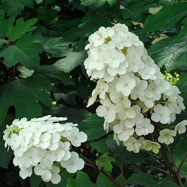 Two clusters of small white flowers in a cone shape bloom against a background of green, serrated leaves.