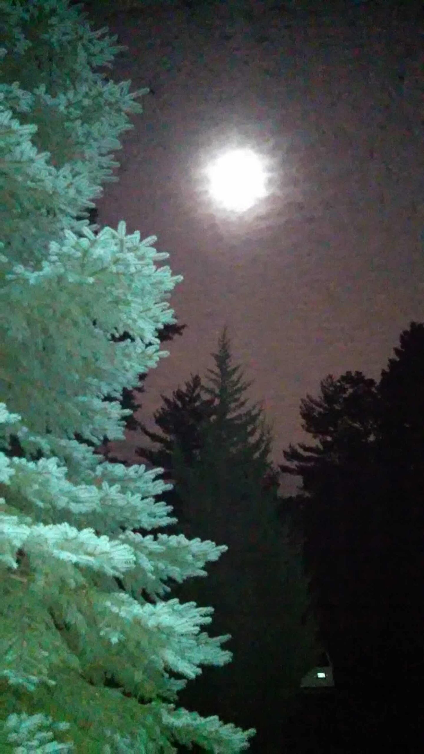 A bright full moon glows in a cloudy night sky above silhouettes of tall trees, with a greenish pine tree illuminated in the foreground.