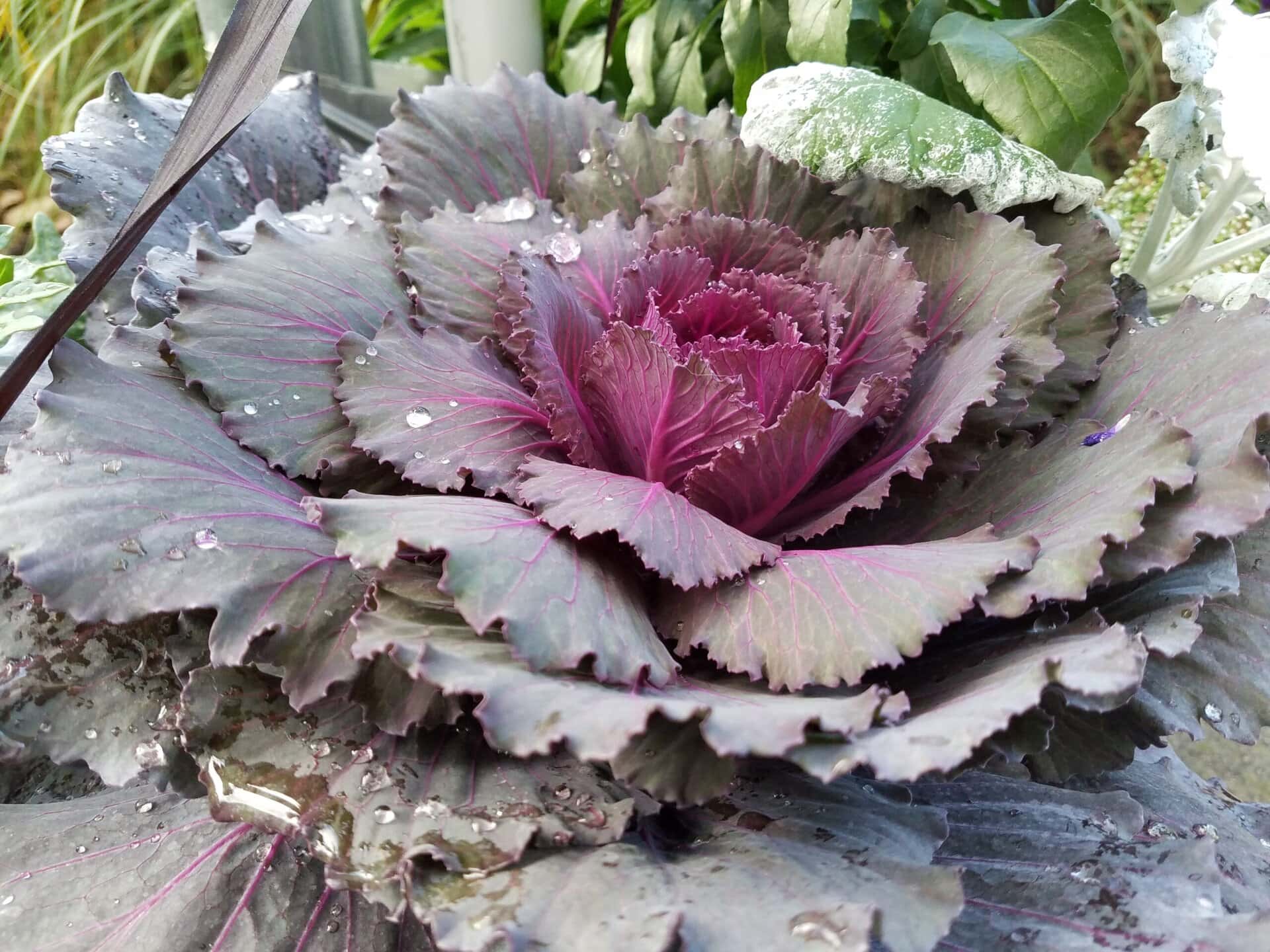 Close-up of an ornamental cabbage with ruffled, purple and green leaves, decorated with water droplets.