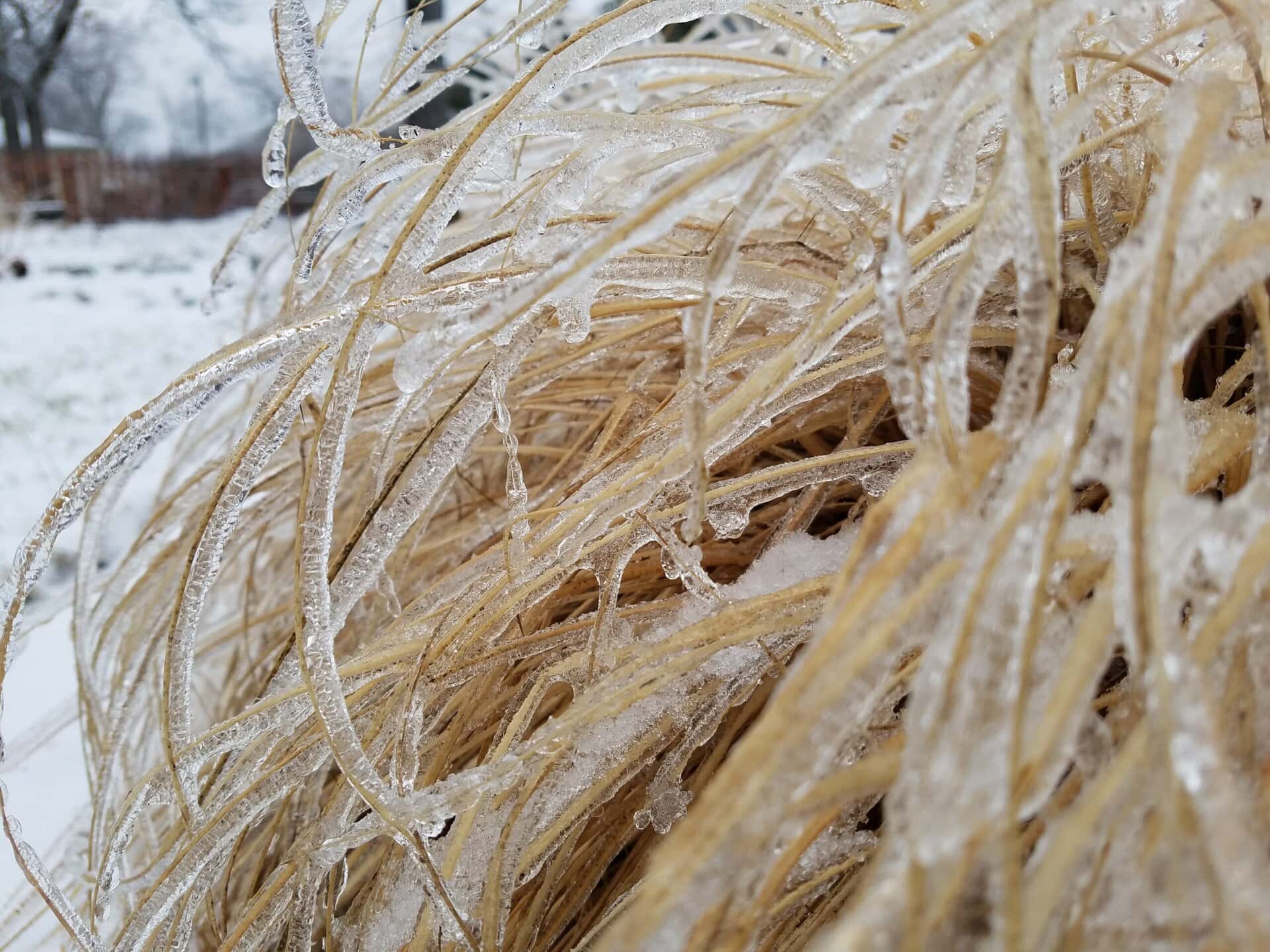 Close-up of dry grass covered in a thin layer of ice on a cold winter day, with a snowy background and trees blurred in the distance.