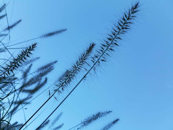 Close-up view of tall grass blades silhouetted against a clear blue sky, with thin, spiky stems and soft, wispy tops extending diagonally through the image.