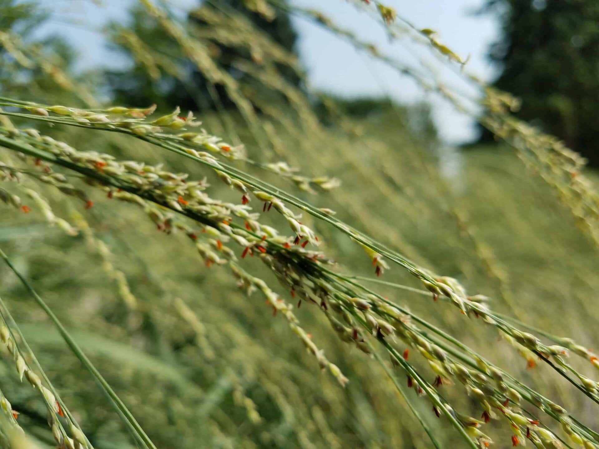 Close-up of green grass stems with tiny seeds and orange tips, set against a blurred grassy background and trees under a bright sky.