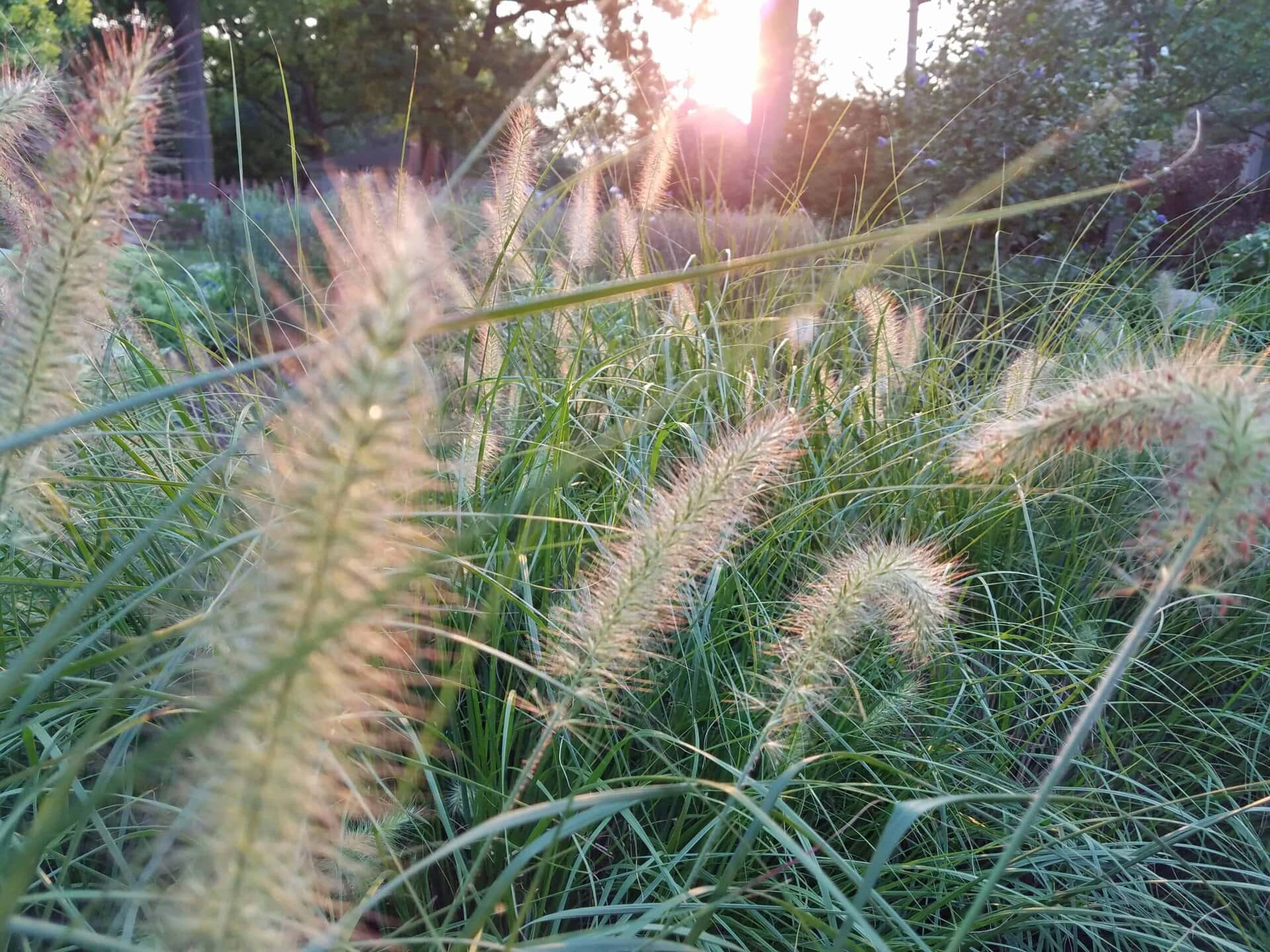 Golden sunlight shines through tall, fuzzy grass and green leaves in a natural outdoor setting, creating a warm and peaceful atmosphere.