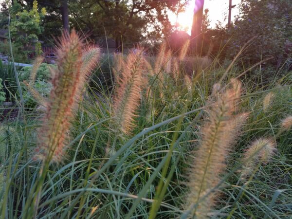 Tall, feathery grasses with soft, fuzzy seed heads are backlit by the warm setting sun in a lush garden, creating a glowing effect on the plants and a peaceful, natural atmosphere.