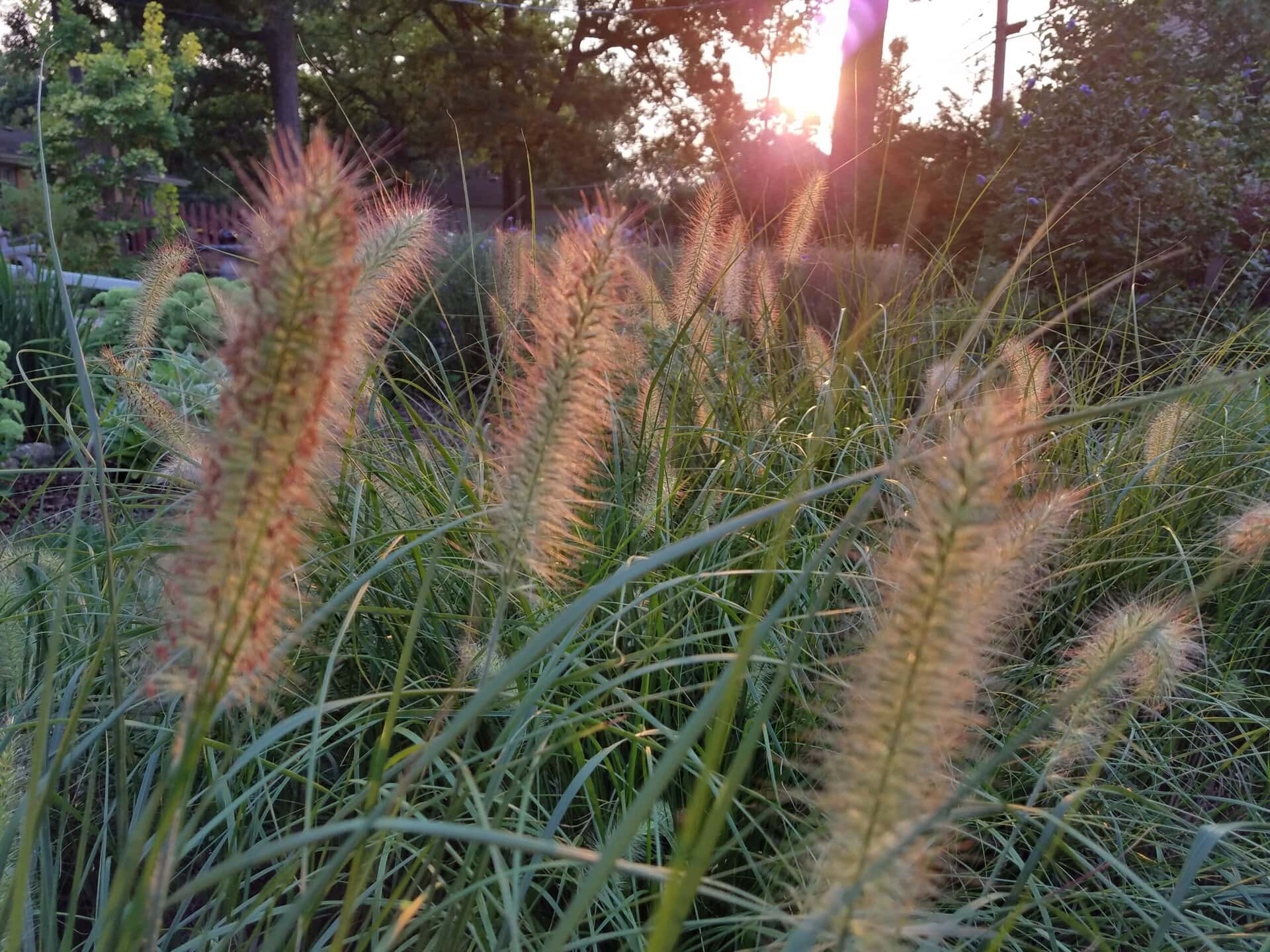 Tall, feathery grasses with soft, fuzzy seed heads are backlit by the warm setting sun in a lush garden, creating a glowing effect on the plants and a peaceful, natural atmosphere.