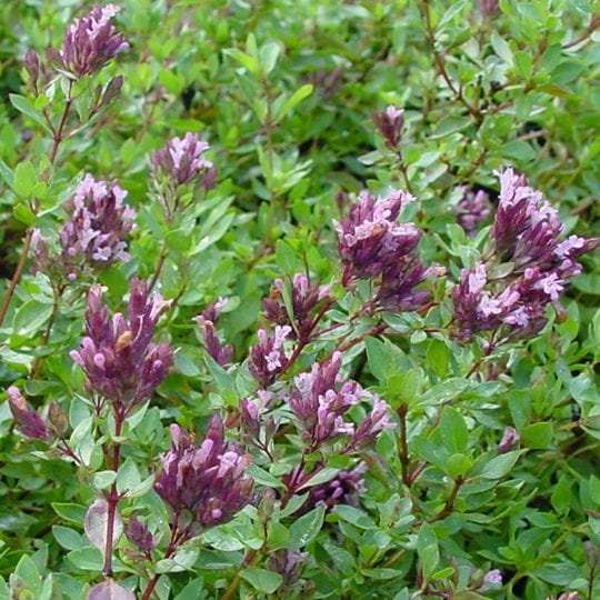 A close-up of oregano plants with clusters of small purple flowers and green leaves growing densely together outdoors.