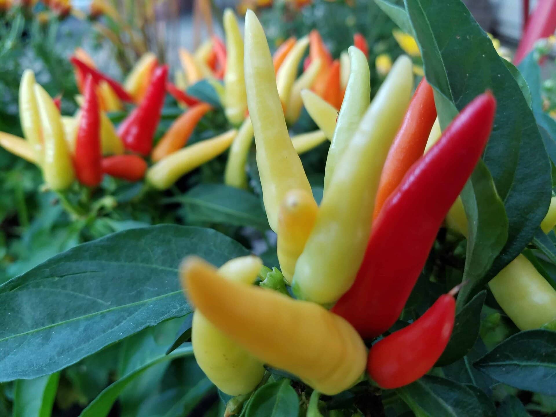 Colorful chili peppers in shades of red, yellow, and orange grow upright among green leaves, creating a vibrant and lively display in a garden setting.