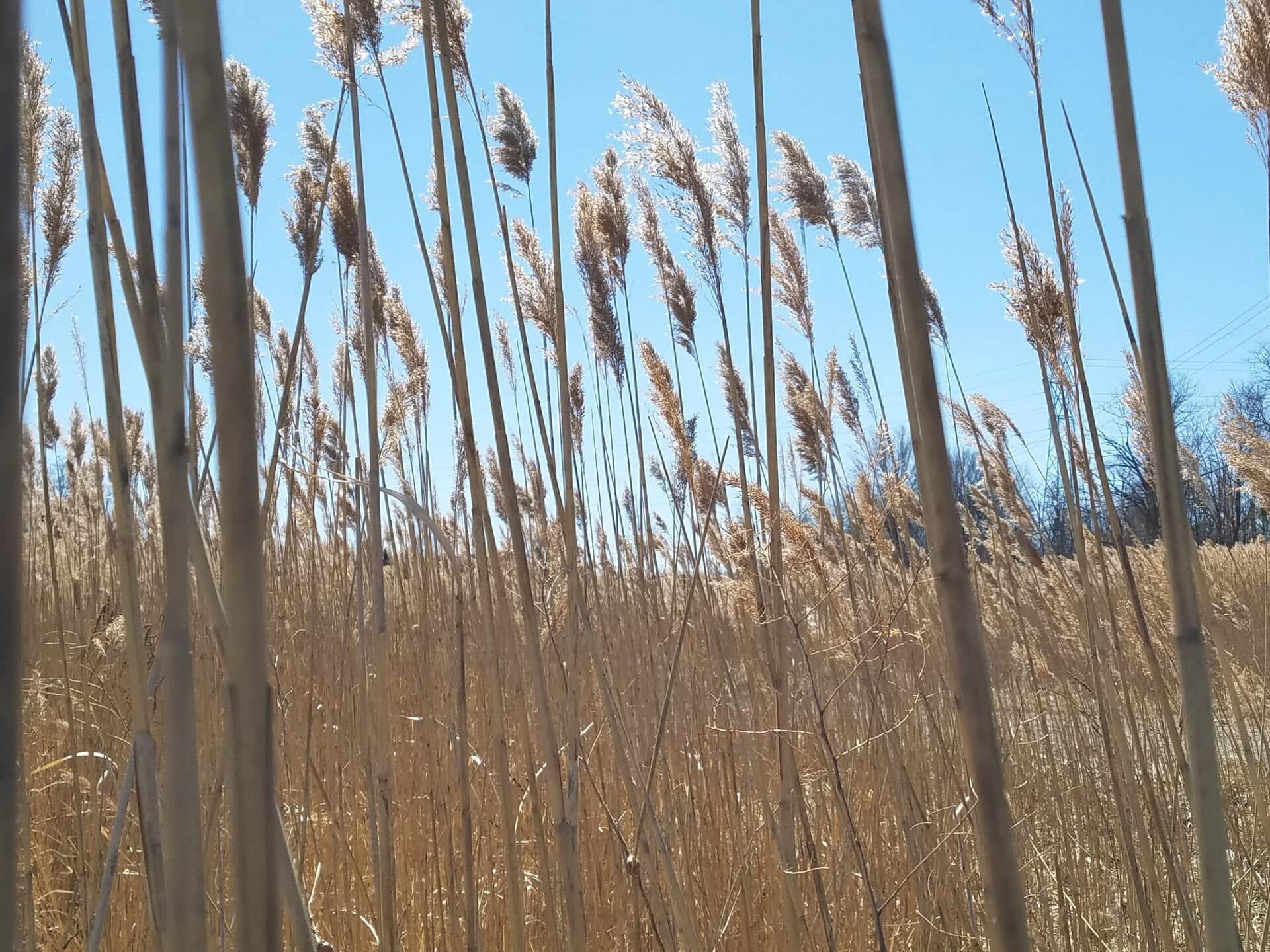 Tall, golden reeds sway in the wind under a clear blue sky, with sunlight highlighting the feathery tops; distant trees are faintly visible on the horizon.