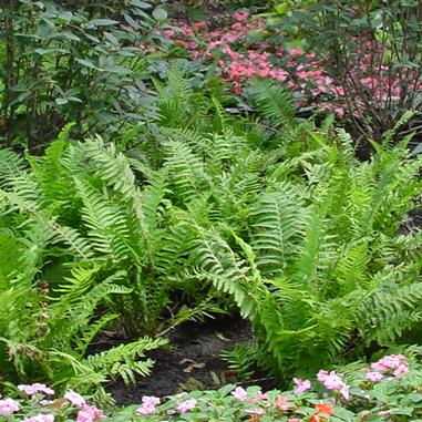 Bright green ferns grow in a garden bed, surrounded by small flowering plants with pink blooms in the foreground and background, set against dark soil.