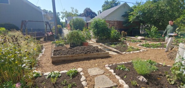 A backyard garden with raised beds, plants, stone paths, and mulch. A man holding a white bucket stands on the right. A house and trees are in the background on a sunny day.