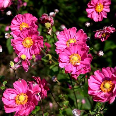 Bright pink flowers with yellow centers bloom among green stems and leaves in sunlight. Some buds are closed, while others are fully open, showcasing vibrant petals.