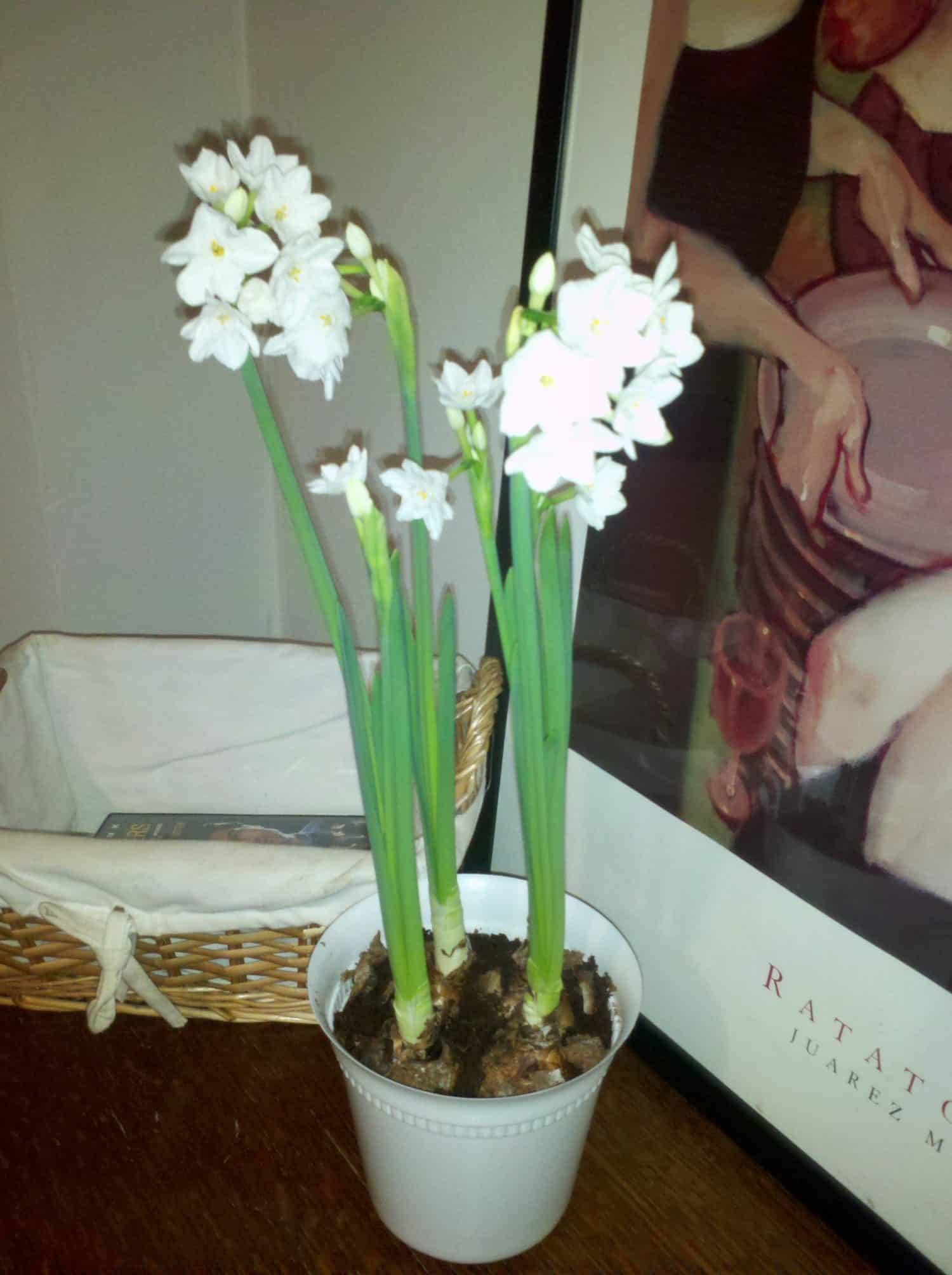 A white plastic pot with blooming paperwhite flowers sits on a wooden table next to a wicker basket and a framed artwork.