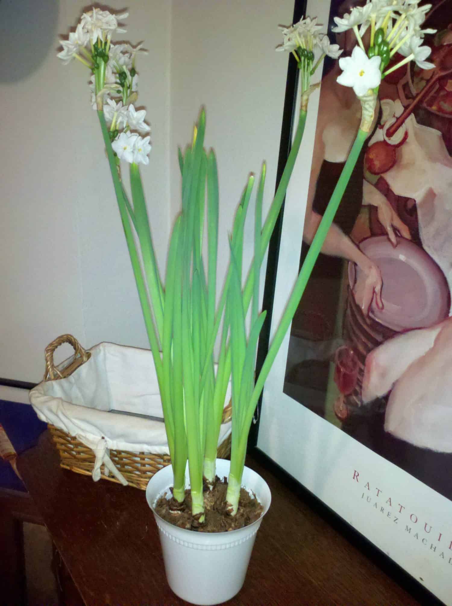 A potted plant with tall green stems and clusters of small white flowers sits on a wooden table near a basket and a framed art poster.