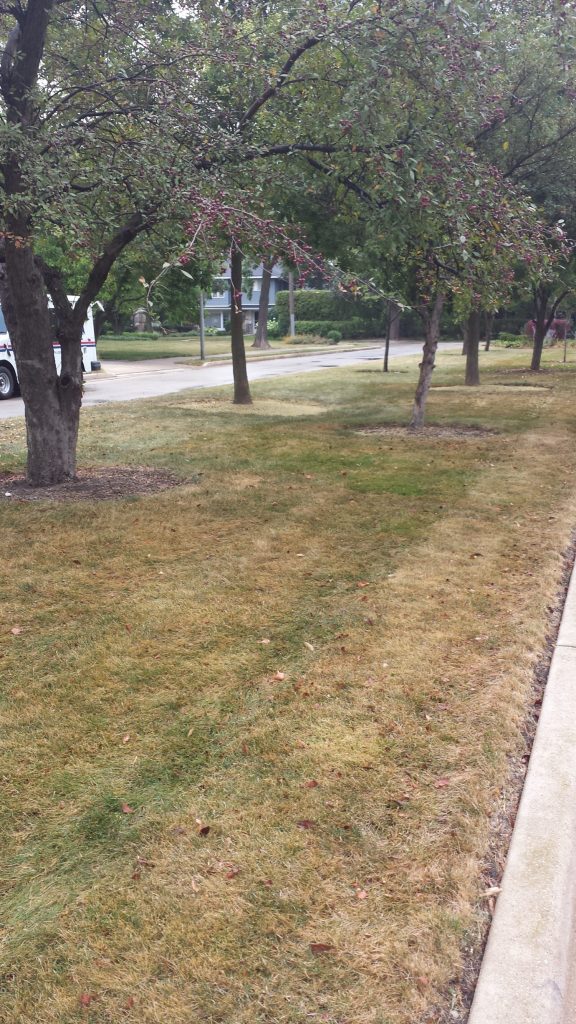 A row of trees lines a sidewalk next to a patchy, yellowing lawn. A road runs parallel in the background, with cars and houses visible through the trees.
