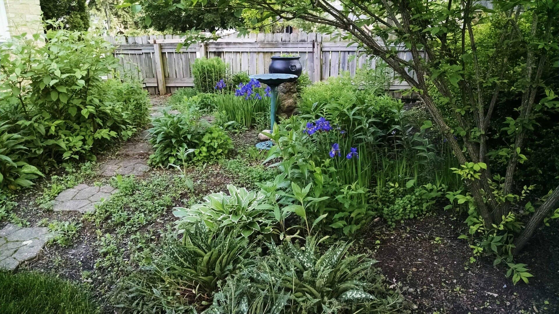 A lush backyard garden with green plants, purple flowers, a stone birdbath, a small garden path, and a wooden fence in the background. A tree branches over the scene, providing shade.