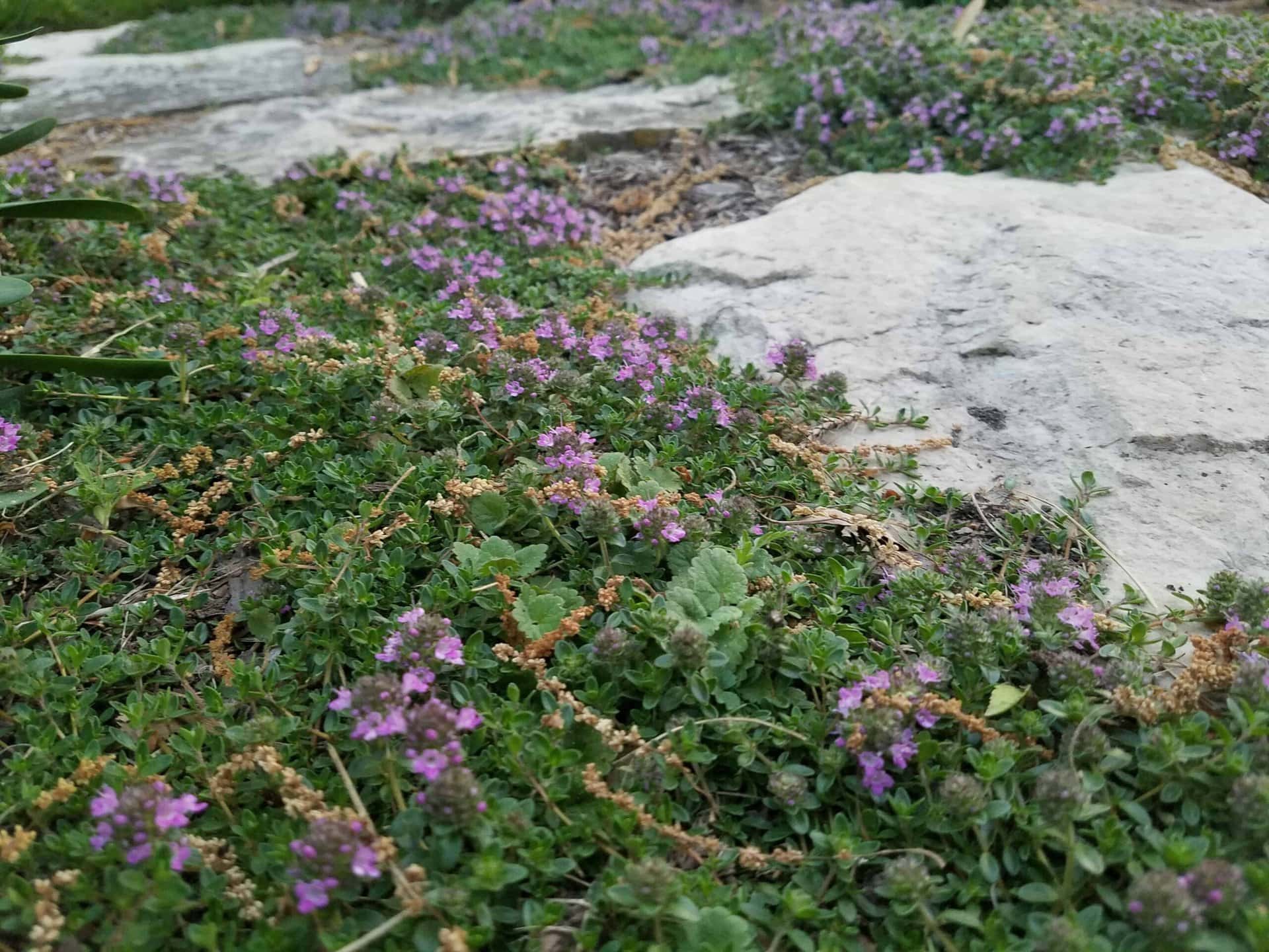 Close-up of small purple flowers and green foliage growing among large, flat gray stones in a garden setting. The flowers spread across the ground, creating a natural, colorful carpet.